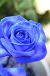 Blå Rose  ( 1 stk indpakket i cellofan )